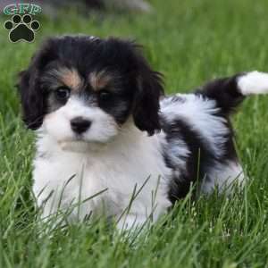 Vinny, Cavachon Puppy